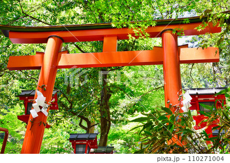 京都 新緑の貴船神社 中宮 結社(京都府京都市) 京都 新緑の貴船神社 中宮 結社(京都府京都市) 110271004