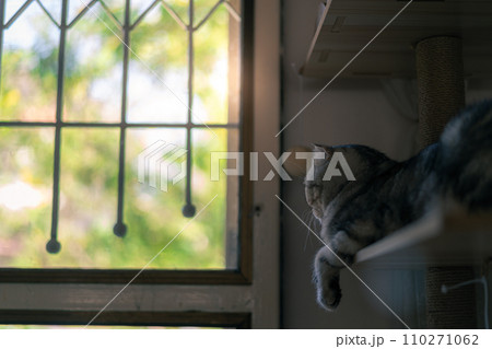 adorable cat with relax action adorable cat with relax action 110271062