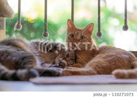 adorable cat with relax action adorable cat with relax action 110271073