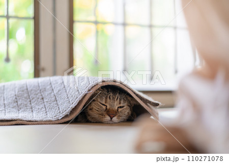 adorable cat with relax action adorable cat with relax action 110271078