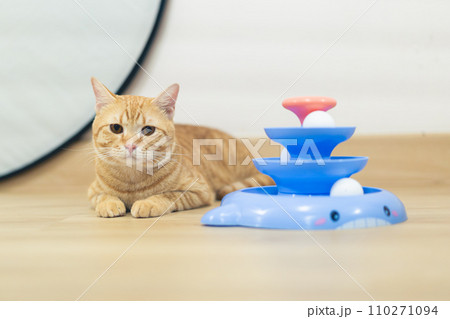 adorable cat with relax action  110271094