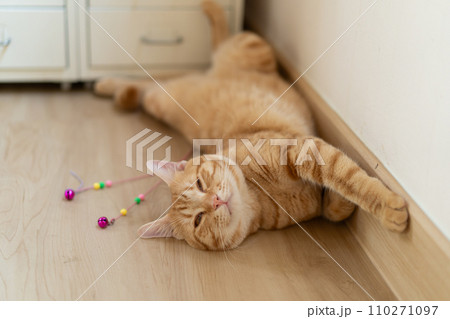 adorable cat with relax action  110271097