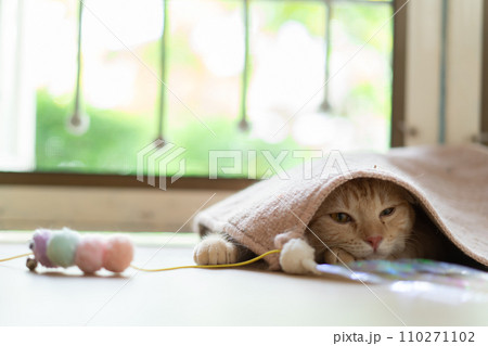 adorable cat with relax action adorable cat with relax action 110271102