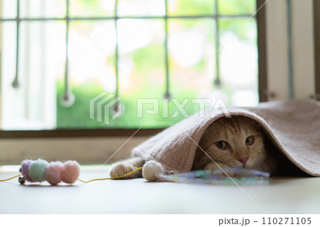 adorable cat with relax action  110271105