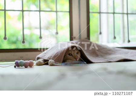 adorable cat with relax action  110271107