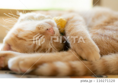 adorable cat with relax action adorable cat with relax action 110271120
