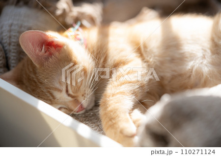 adorable cat with relax action adorable cat with relax action 110271124
