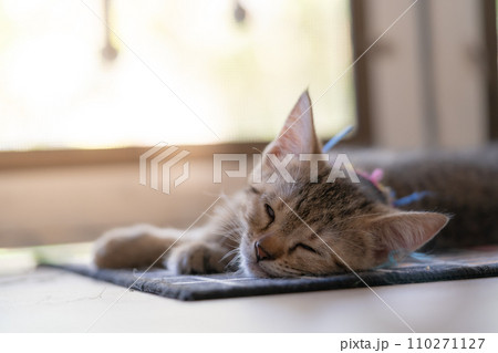 adorable cat with relax action adorable cat with relax action 110271127