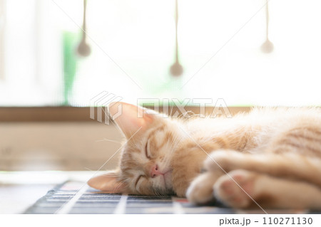 adorable cat with relax action adorable cat with relax action 110271130