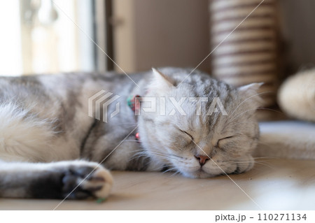 adorable cat with relax action adorable cat with relax action 110271134