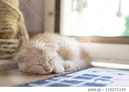 adorable cat with relax action adorable cat with relax action 110271140