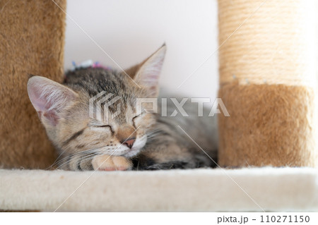 adorable cat with relax action  110271150