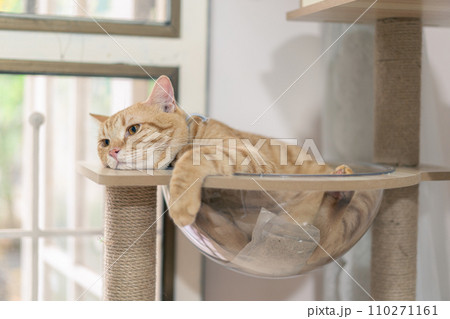 adorable cat with relax action  110271161