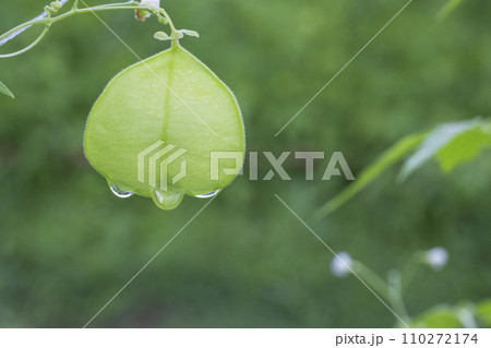 梅雨の植物、風船葛の風景 梅雨の植物、風船葛の風景 110272174