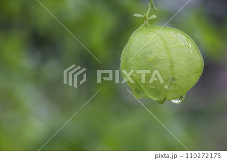 梅雨の植物、風船葛の風景-2 梅雨の植物、風船葛の風景-2 110272175