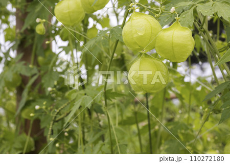 梅雨の植物、風船葛の風景-7 110272180