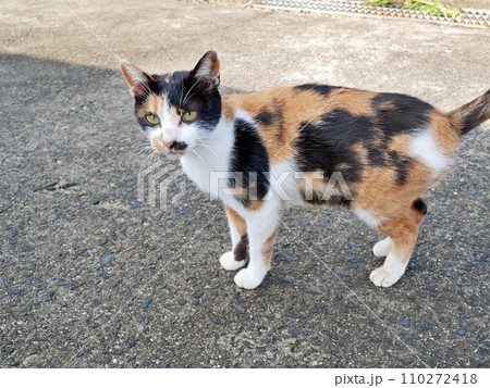 三毛猫(香川県仲多度郡多度津町佐柳島) 三毛猫(香川県仲多度郡多度津町佐柳島) 110272418