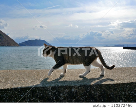 堤防を歩く猫（香川県仲多度郡多度津町） 110272466