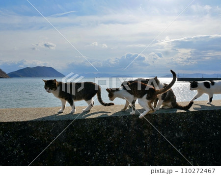 堤防を歩く猫(香川県仲多度郡多度津町) 堤防を歩く猫(香川県仲多度郡多度津町) 110272467