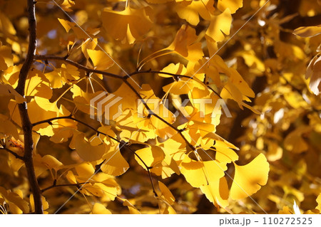 見ごろのイチョウの葉 ginkgo leaves on golden foliage season 110272525