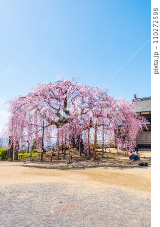 麻績の里舞台桜 麻績の里舞台桜 110272598
