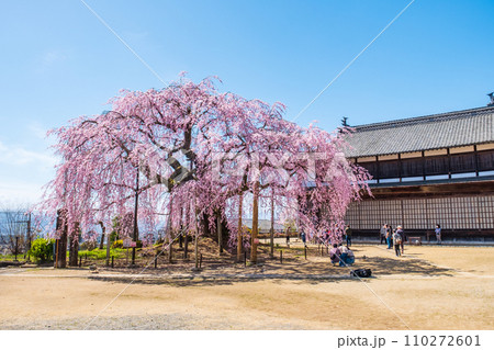 麻績の里舞台桜 麻績の里舞台桜 110272601