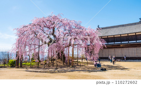 麻績の里舞台桜 麻績の里舞台桜 110272602