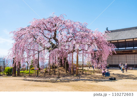 麻績の里舞台桜 麻績の里舞台桜 110272603