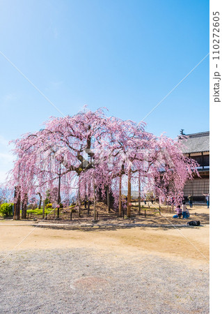 麻績の里舞台桜 麻績の里舞台桜 110272605