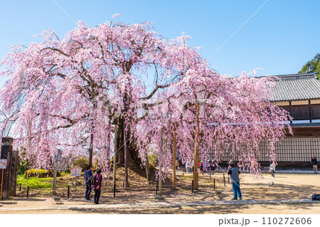 麻績の里舞台桜 麻績の里舞台桜 110272606