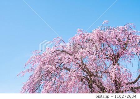 麻績の里舞台桜 麻績の里舞台桜 110272634