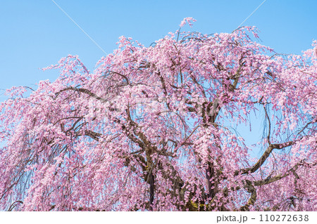 麻績の里舞台桜 麻績の里舞台桜 110272638
