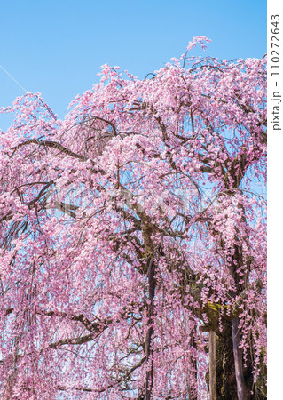 麻績の里舞台桜 麻績の里舞台桜 110272643