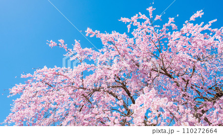 麻績の里舞台桜 麻績の里舞台桜 110272664