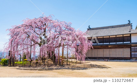 麻績の里舞台桜 麻績の里舞台桜 110272667