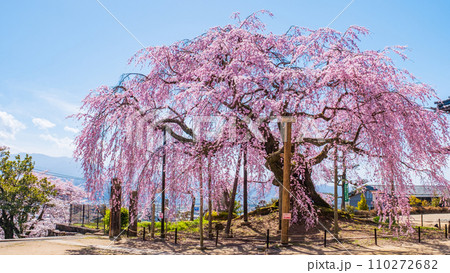 麻績の里舞台桜 110272682