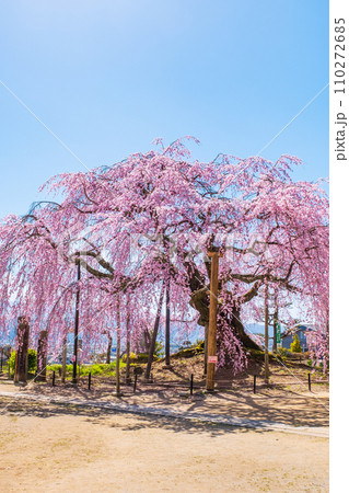 麻績の里舞台桜 麻績の里舞台桜 110272685