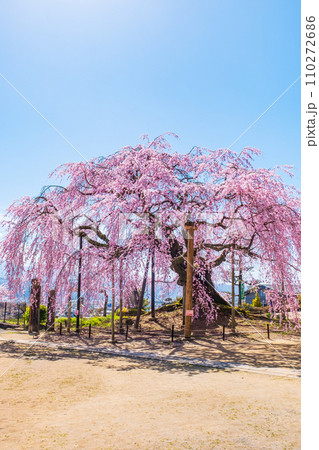 麻績の里舞台桜 110272686