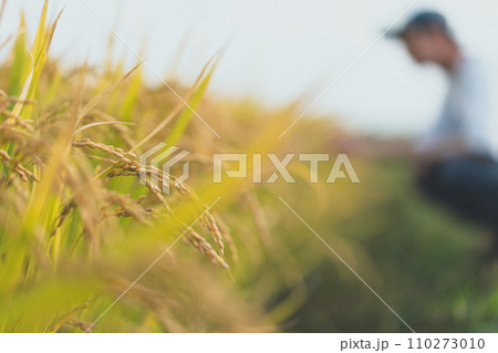rice farming 110273010