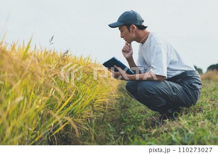 rice farming rice farming 110273027
