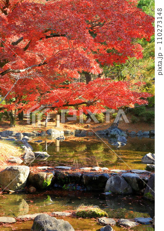 京都　円山公園の紅葉 110273148