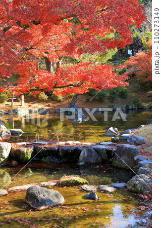 京都　円山公園の紅葉 110273149