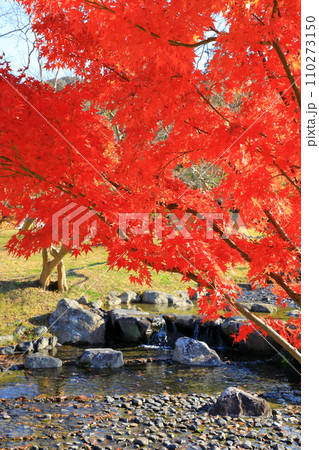 京都 円山公園の紅葉 京都 円山公園の紅葉 110273150