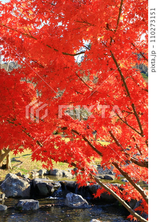 京都 円山公園の紅葉 京都 円山公園の紅葉 110273151