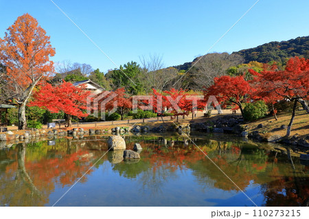 京都　名勝円山公園の紅葉 110273215