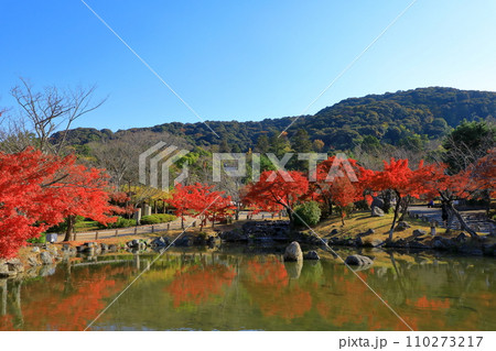 京都 名勝円山公園の紅葉 京都 名勝円山公園の紅葉 110273217