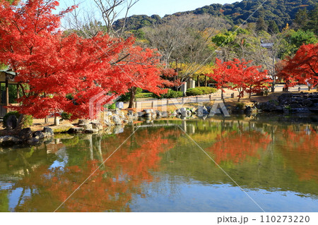 京都 名勝円山公園の紅葉 京都 名勝円山公園の紅葉 110273220