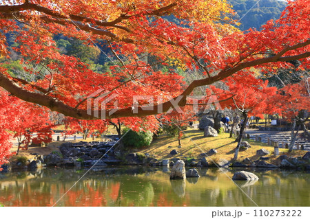 京都 名勝円山公園の紅葉 京都 名勝円山公園の紅葉 110273222