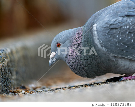 餌を食べる鳩（ドバト・カワラバト） 110273298