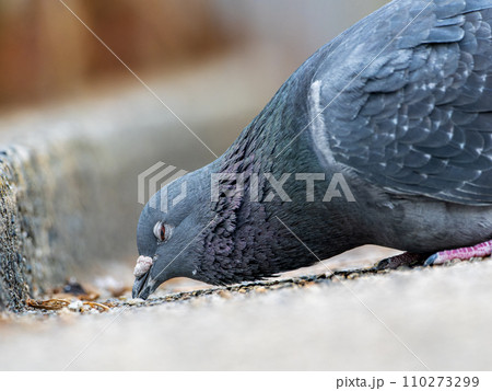 餌を食べる鳩(ドバト・カワラバト) 餌を食べる鳩(ドバト・カワラバト) 110273299